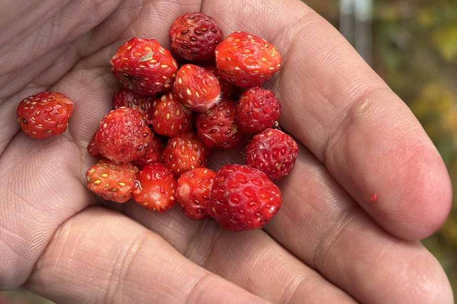 The smell of strawberries lingered on my fingers long after...