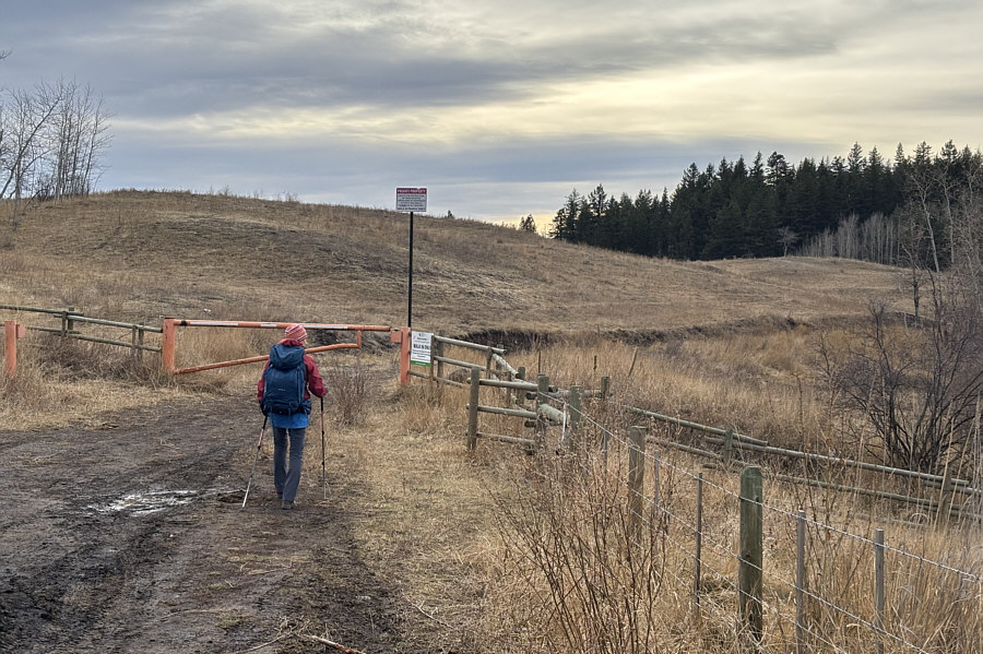 Lotsa cow dung here; watch your step!