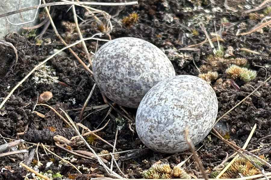 I almost stepped on these while trying to take a photo of the nighthawk!