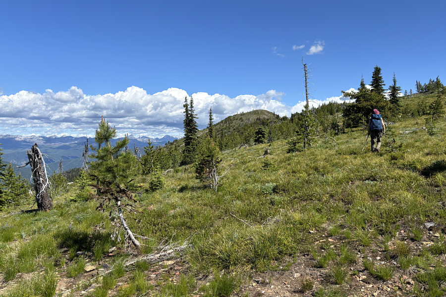 Lotsa bear diggings here--stay alert!