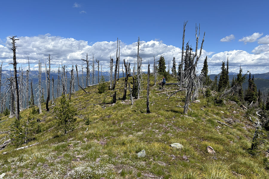 Some trees are dead, some are not...strange.