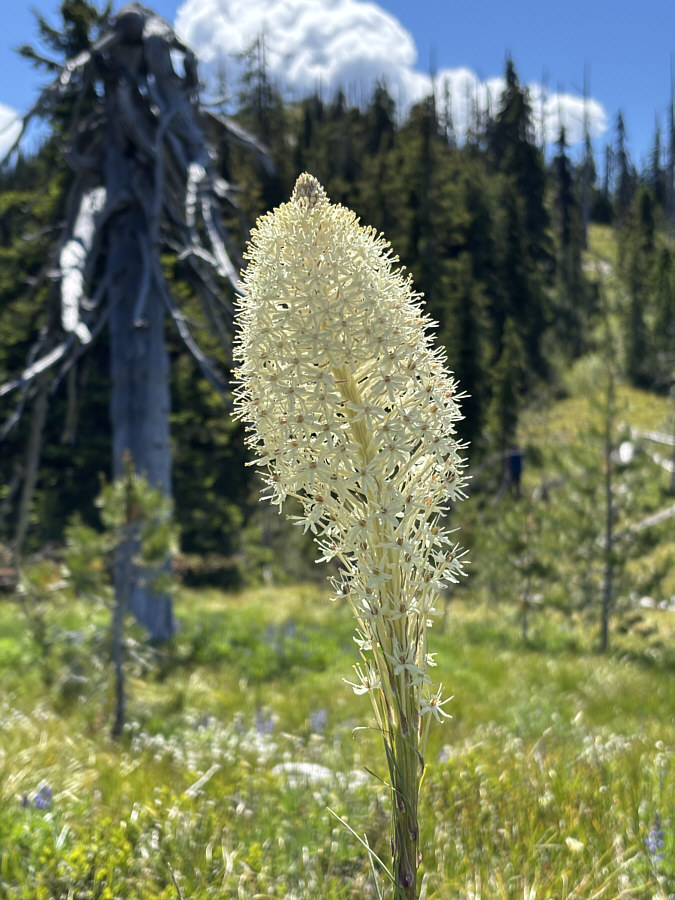 Not that many here--maybe at the northern limit for this flower.