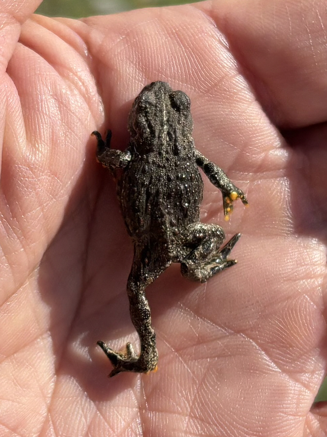 A surprising find!