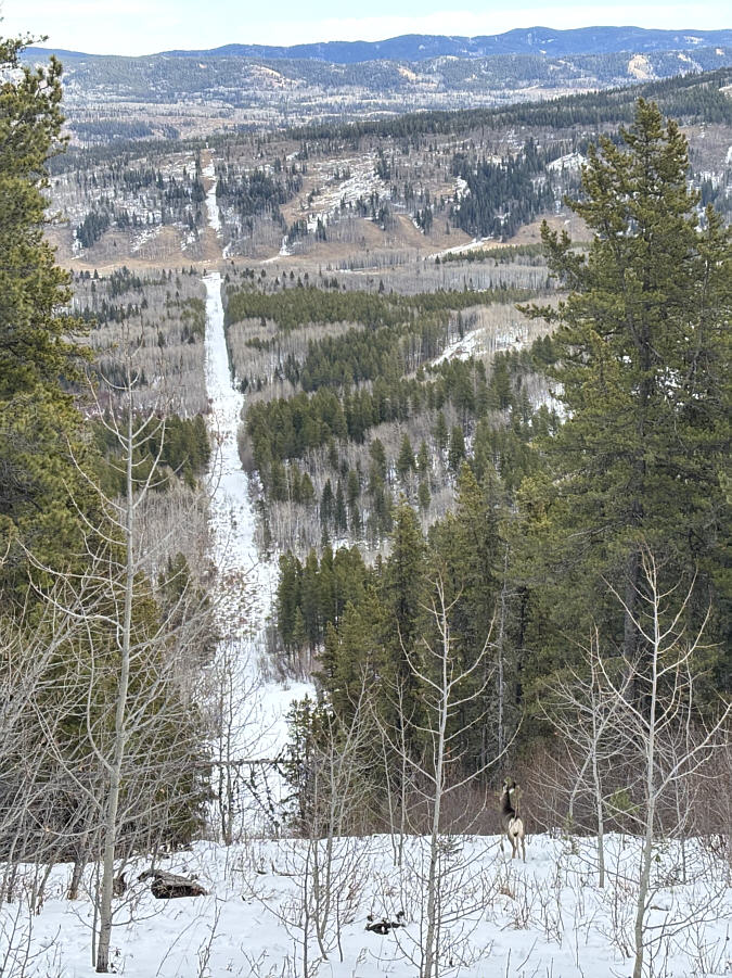 There was also a second deer here.