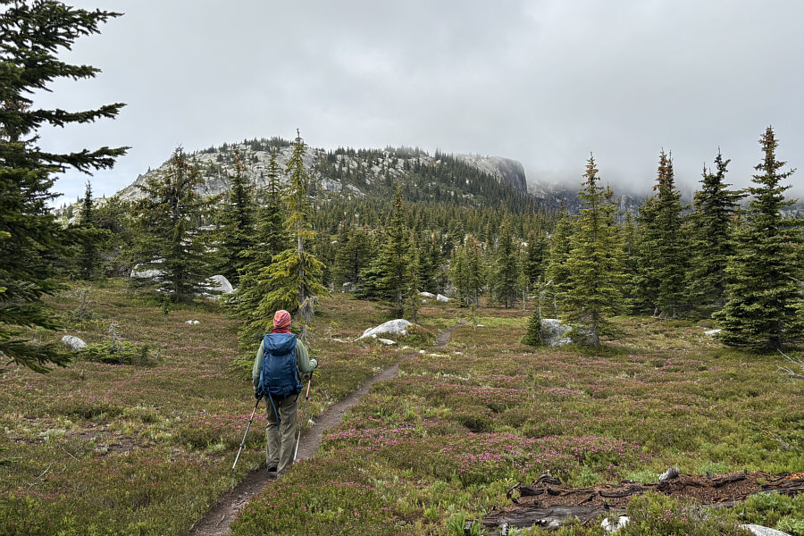 Lovely sub-alpine meadow hiking here!
