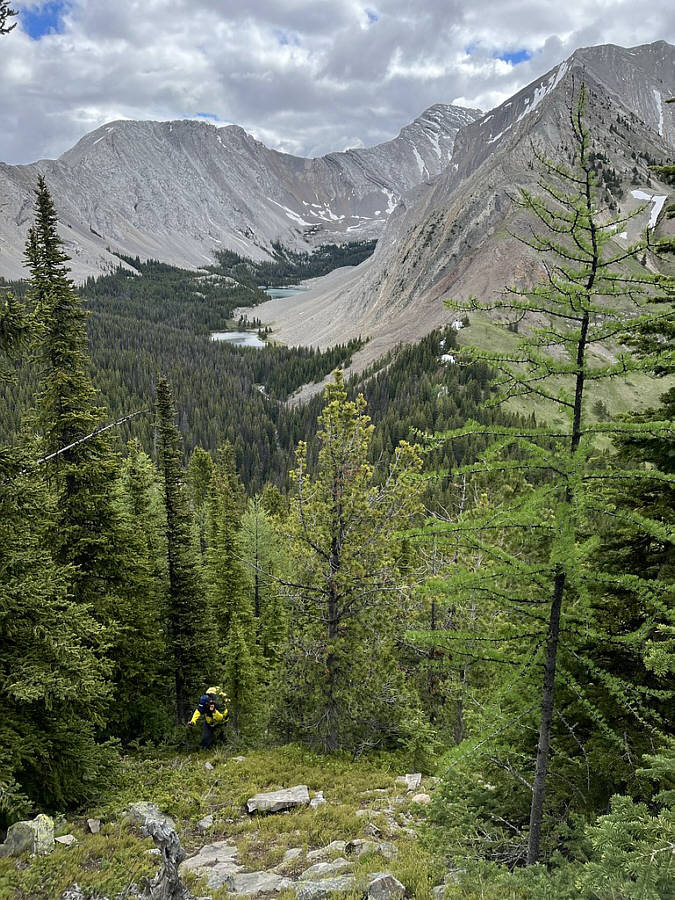 How to recognize different types of trees from quite a long way away. No. 1...The Larch.....The Larch.
