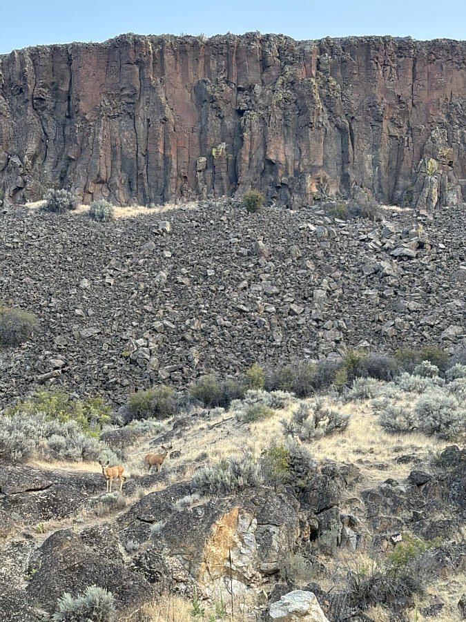 Can you spot the third deer?