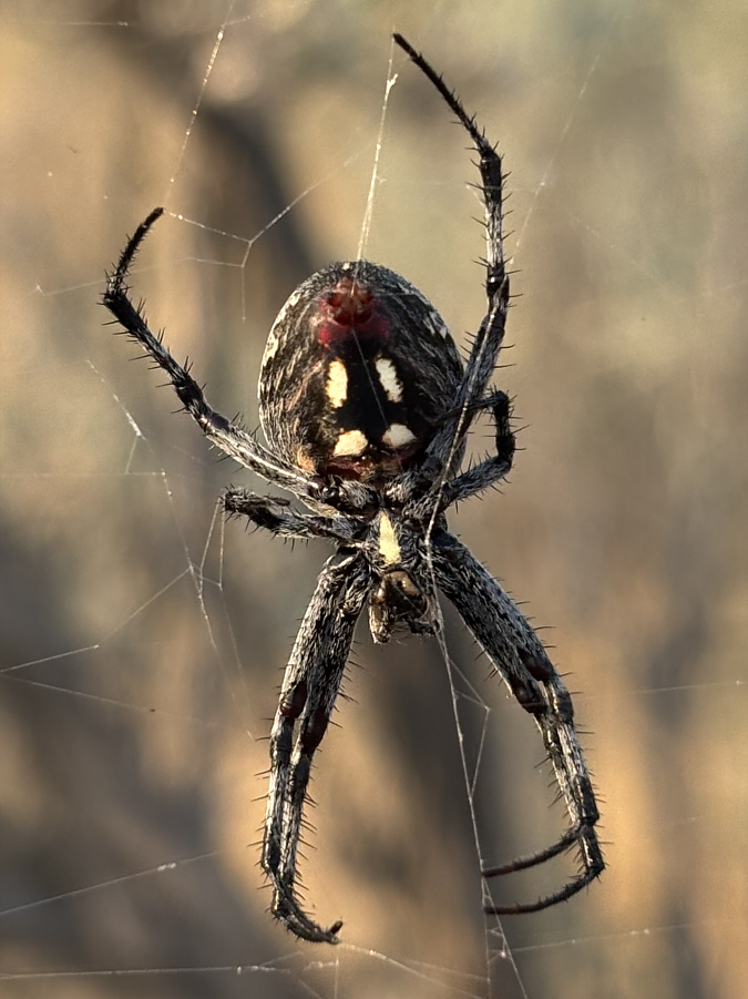 Needed a few of these to eat all the mosquitoes at the Million Dollar Mile boat launch/campsite the previous night!