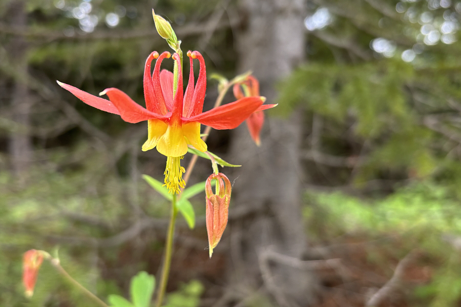 I've never seen a blue columbine...