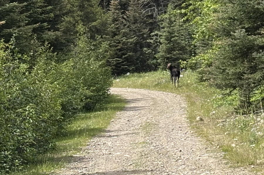 More shy than the cattle in the area!